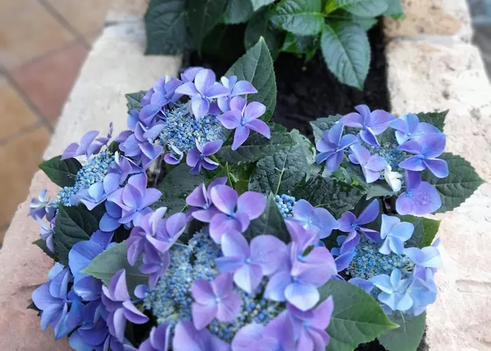 Kasza Rusztika Apartman